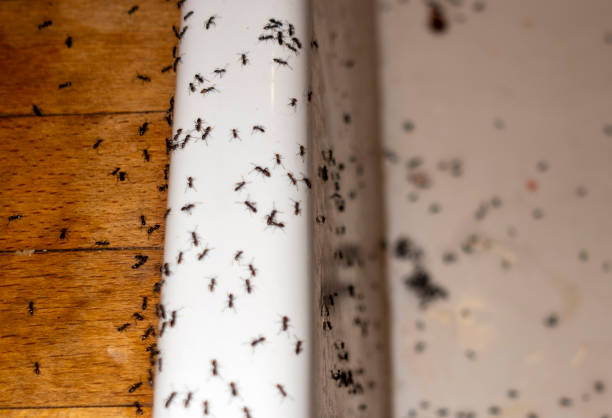 Best Exterminator Services  in West Allis, WI