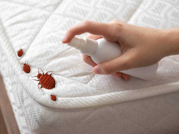 Best Bed Bug Extermination  in West Allis, WI