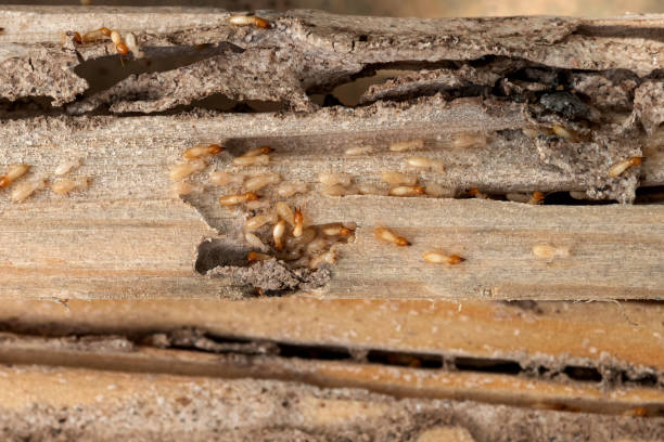 Best Local Pest Control Services  in West Allis, WI